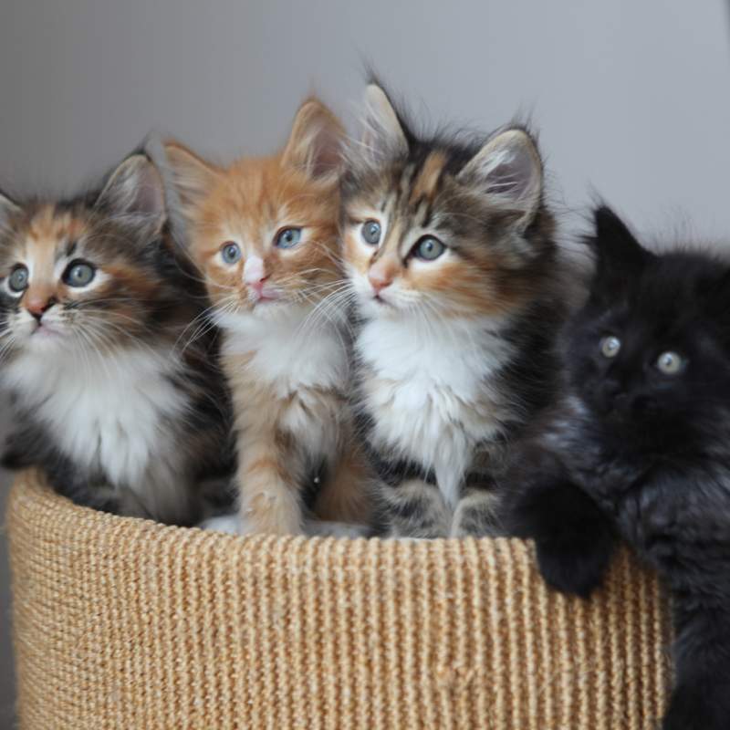 gadget 3